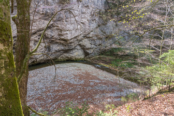 creek with a bend at a rock in the forest
