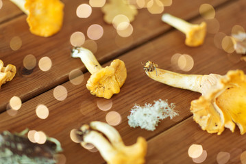 nature, environment and edible mushrooms concept - chanterelles on wooden background