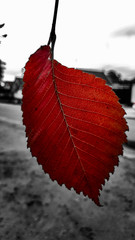 red leaf