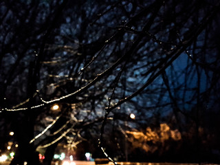 tree at night