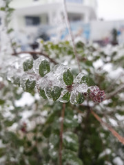 frost on the branches