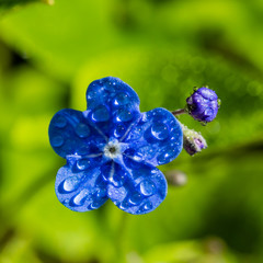 Fototapeta na wymiar Forget-me-not flowers with raindrops in spring garden, macro photography