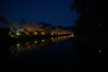 Fototapeta na wymiar SAKURA, Cherry Blossoms at night time in Matsumoto castle, Nagano, Japan.