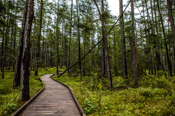 path in the woods