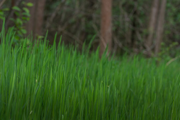 lush green grass in the forest