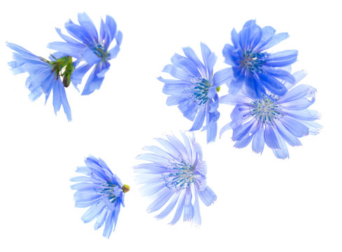 Blue Summer Flowers On White Background