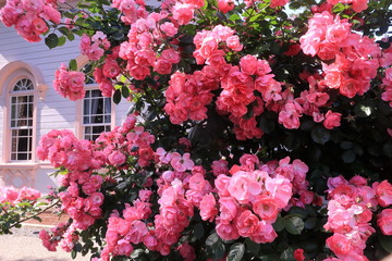 Fototapeta premium 屋敷の庭に咲いたピンクの薔薇