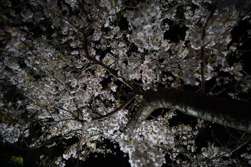 SAKURA, Cherry Blossoms at night time in Matsumoto castle, Nagano, Japan.