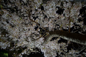 Obraz na płótnie Canvas SAKURA, Cherry Blossoms at night time in Matsumoto castle, Nagano, Japan.