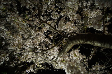 Obraz na płótnie Canvas SAKURA, Cherry Blossoms at night time in Matsumoto castle, Nagano, Japan.