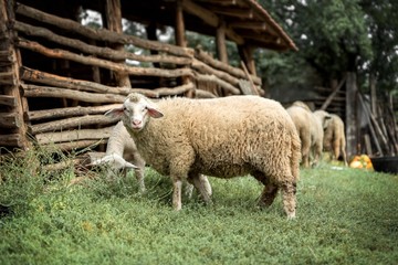 white sheep on village farm isolated.