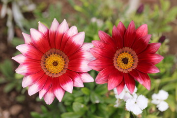 Obraz premium 変色中のカラフルな花たち