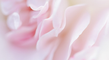 Soft focus, abstract floral background, pale pink rose petals. Macro flower backdrop for holiday brand design