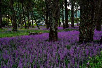 소나무 숲에 핀 보라빛 맥문동 꽃밭