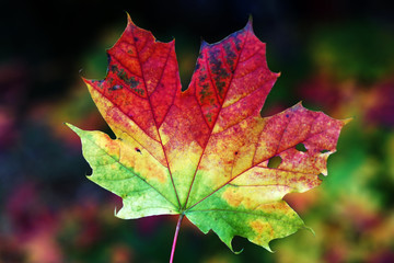 Detail macro of maple leaf with three colours green yellow and red with blurred background
