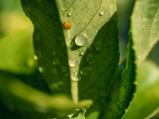 water drops on a green leaf