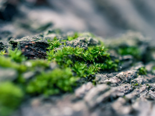 Moss on a tree