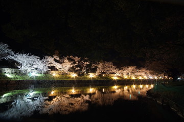 SAKURA, Cherry Blossoms at night time in Matsumoto castle, Nagano, Japan.