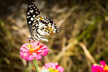 Beautiful light green butterfly on red flower and spreading pollen on a warm summer day