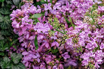 Fototapeta premium Beautiful fragrant purple lilacs blooming in the garden. Close up. Background.
