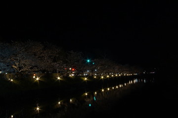 SAKURA, Cherry Blossoms at night time in Matsumoto castle, Nagano, Japan.