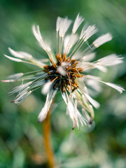 dandelion seed head