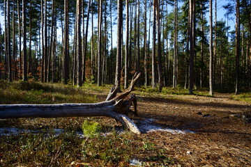 ścięte drzewo ,drzewo 