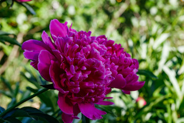 Purple peony flower blooming in the garden.