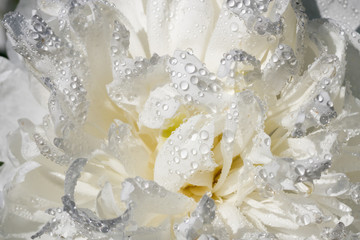 White peony flower with raindrops blooming in the garden.