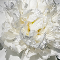 White peony flower with raindrops blooming in the garden.