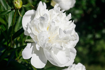 White peony flower blooming in the garden.