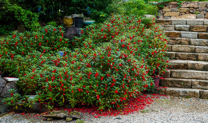 빨간 봉숭아꽃과 떨어진 꽃잎