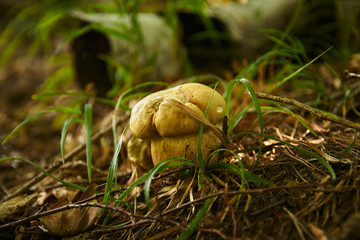 mushroom in the forest