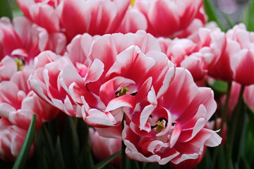  Pink tulips with white stripe close-up. Growing flowers in spring.