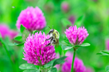 Bumblebee pollen on pink clover in sunny summer garden, selective focus