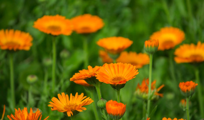 bright flowers of medicinal marigold in a meadow, close-up