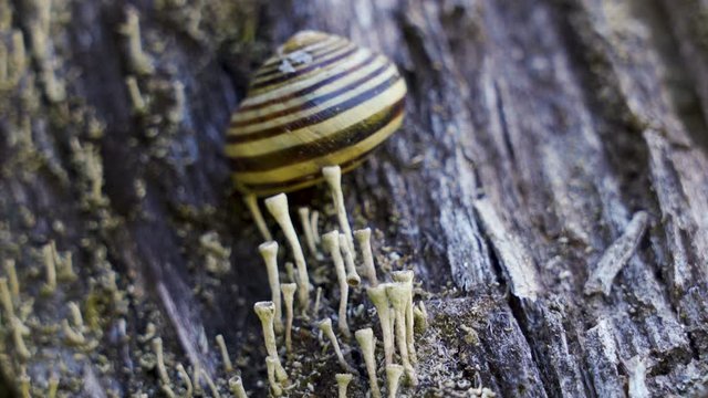 The closer look of the small fungus on the tree 