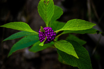 A Beauty Berry plant