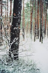leśna zimowa ścieżka,zima