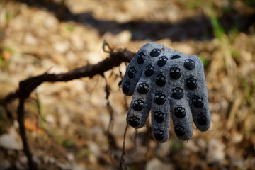 rękawiczka, rękawiczka porzucona w lesie 