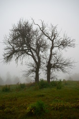 drzewo ,drzewo na łące we mgle ,mgła