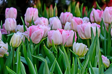 Group of colorful tulip in spring garden. Bright colorful tulip photo background. Amazing spring concept and background.