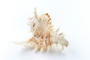Sea shells isolated on a white background