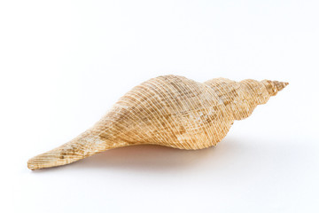 Sea shells isolated on a white background