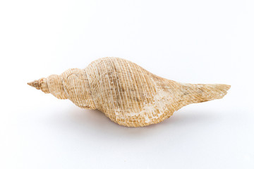 Sea shells isolated on a white background
