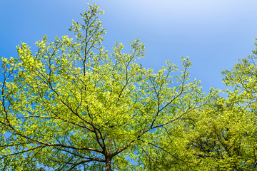 Lush green trees with blue sky as background