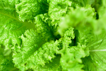 Green lettuce leaves close up. Healthy food. Green background.