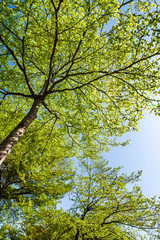 Fototapeta premium low angle view of green trees with the blue sky background