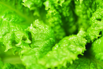 Green lettuce leaves close up. Healthy food. Green background.