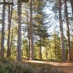 Trees